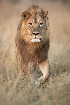 Leeuw safari.jpeg