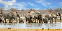 Etosha 7.jpeg