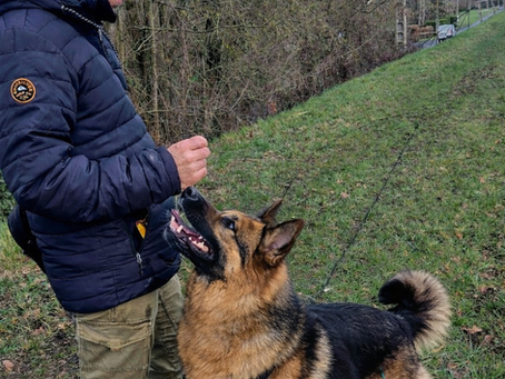 🐶 Comment choisir le bon éducateur canin ? Les critères essentiels pour trouver un professionnel sérieux et respectueux de votre chien 🐾