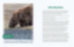 Thumbnail: Wild Medicine: Inventing Ways to Save Endangered Animals