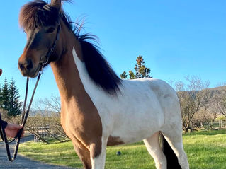 Júlí, born 2019, mare