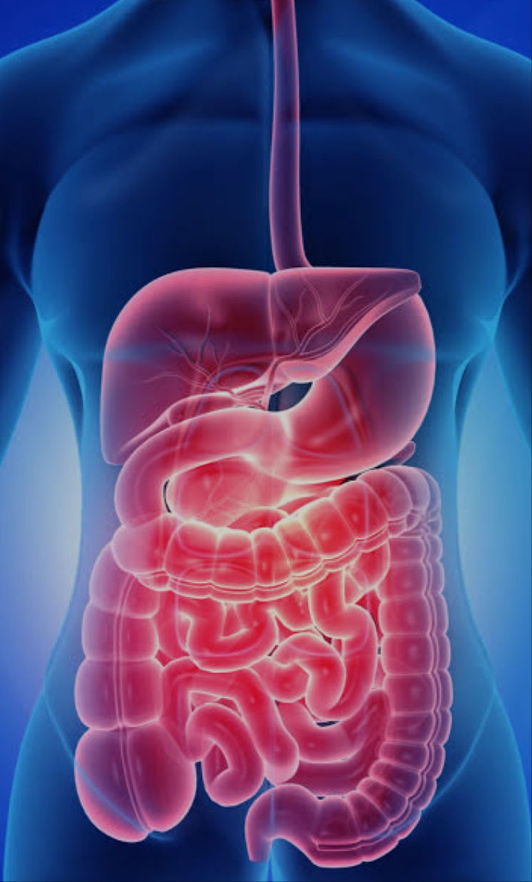 Blackberries Supports In Digestive Health