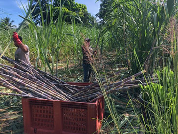 Rhum de Polynésie française : protéger une histoire, mais surtout construire une origine