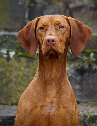 rhapsody vizslas