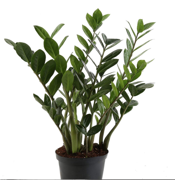 Buy House Plants | Online Plant Store | Thrive & Co