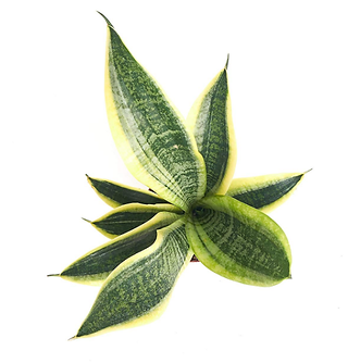 Buy Indoor Plants