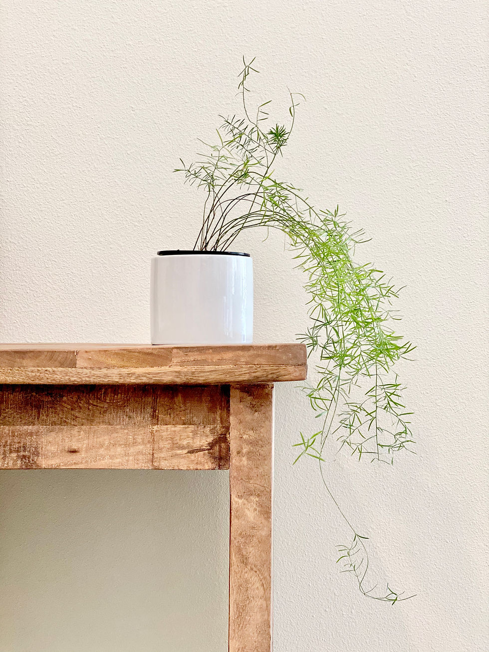 Asparagus Fern