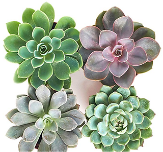 Buy Succulents