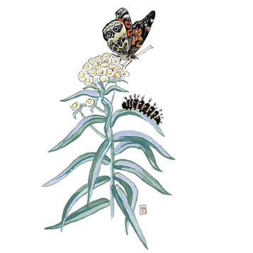 American Lady butterfly and caterpillar on blooming Pearly Everlasting. 