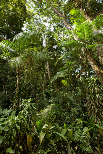 Regenwald mit verschiedenen Bäumen und Pflanzen im Parque da Tijuca in Rio de Janeiro, Brasilien.