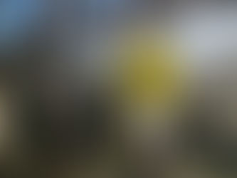 Apo Conerpo regge l'urto delle gelate 2020 e chiude il bilancio solo in lieve flessione dal 2019