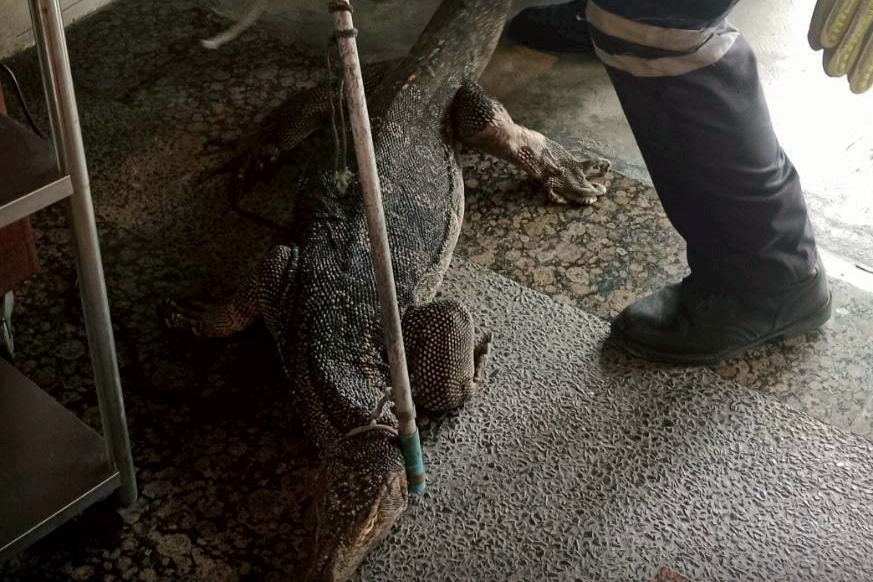 ตัวเงินตัวทองเข้าร้านซาลาเปา ถนนสุวินทวงศ์