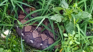 ช่วยจับงูเหลือมข้างกำแพงบ้าน ถนนสุขสวัสดิ์