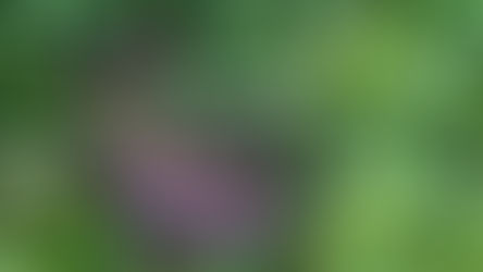 ช่วยจับงูเหลือมข้างกำแพงบ้าน ถนนสุขสวัสดิ์