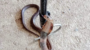 อันตราย! งูเห่าเข้าบ้านแถวถนนรามอินทรา