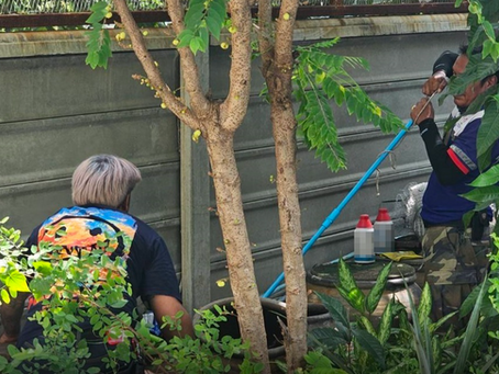 ตัวเงินตัวทองหลบอยู่ข้างโอ่งน้ำบ้านย่านถนนพระยาสุเรนทร์
