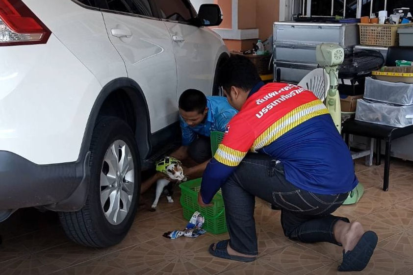 แมวติดอยู่ใต้ท้องรถยนต์ ซอยสุขาภิบาล 5 แยก 10