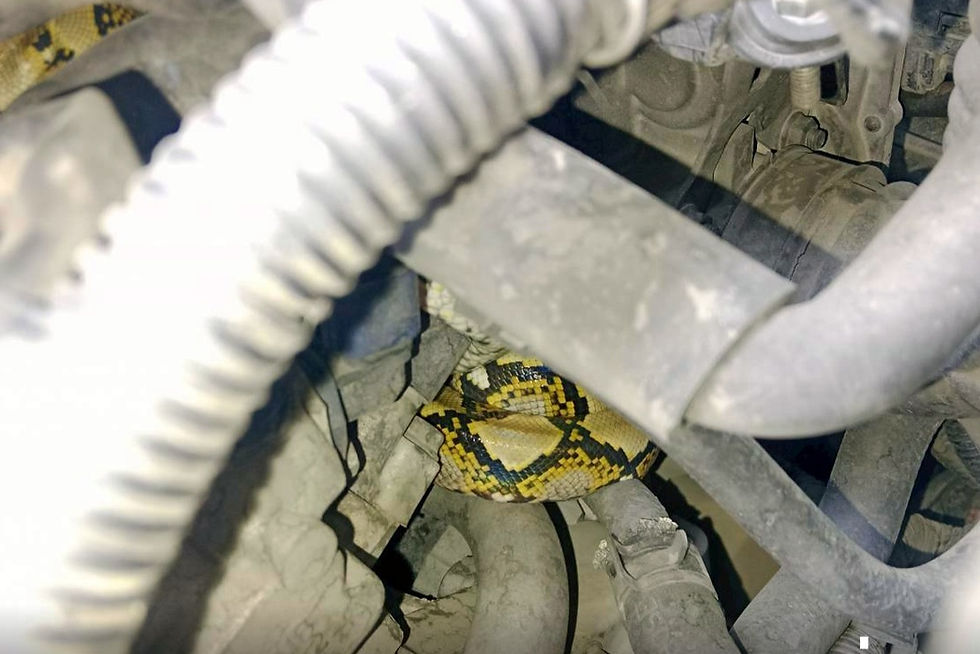 งูเข้าห้องเครื่องรถยนต์ ถนนบึงขวาง