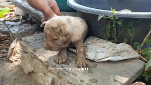 อาสาเร่งช่วย ลูกสุนัขติดซอกปูน คลองชวดใหญ่ พระราม 9