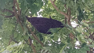 ปล่อยไว้อันตราย! ผึ้งทำรังอยู่บนต้นไม้ภายในสนามเด็กเล่น แจ้งอาสาร่วมด้วยช่วยกำจัด