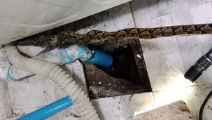 จับงูเหลือมในท่อระบายน้ำ ถนนสุเหร่าคลองหนึ่ง