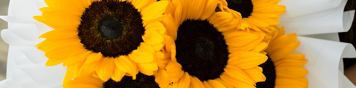 ©fabysalmeronphoto-0497.jpg