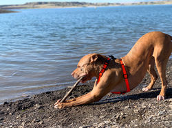 Dog Walker at the Park