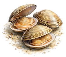 kalavik-clams.png