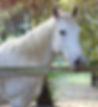 Zen the appaloosa horse at Equilibrium Therapies Australia