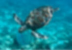A list of the best places to find sea turtles in St. Thomas.