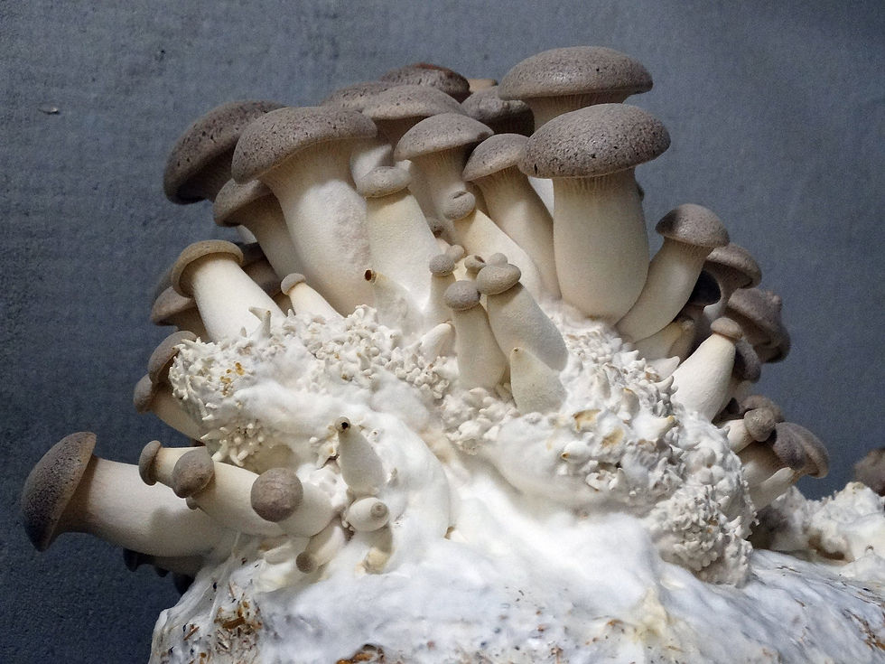 Miniatura: Boczniaki królewskie