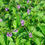 Thumbnail: Blue Vervain