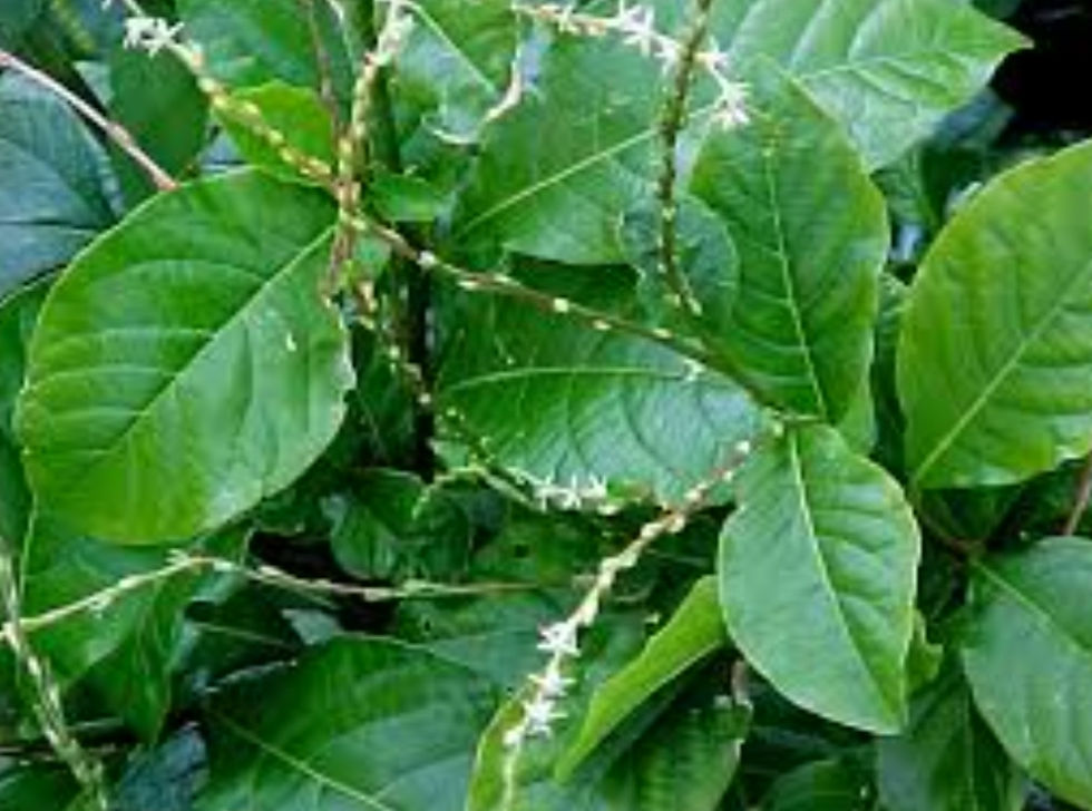 Thumbnail: Guinea Hen Weed