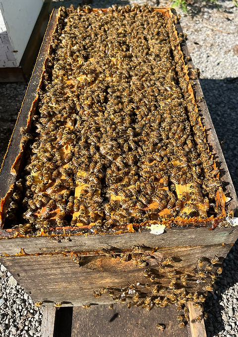 5 Frame Nuc- Live Bees-June 2026 pickup | Brandon's Bees- OG