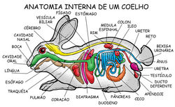 Anatomia interna do coelho
