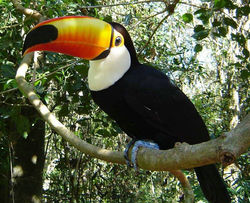 Tucano