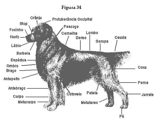 Anatomia de um cachorro
