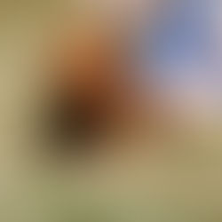 How to Prep for a Puppy