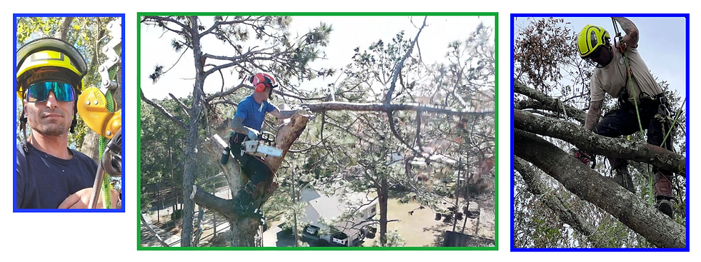 tony demmer, new horizons tree services, tree service in douglas ga.png
