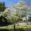 Thumbnail: Flowering Dogwood | Tree Grow Kit