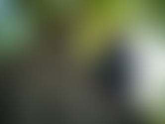 Expert Solutions for Safe Tree Removal