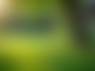 Enhance Your Landscape with Expert Tree Care Services