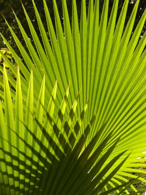 Thumbnail: Palm Tree | Tree Grow Kit