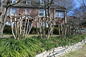 tree pruning, tree trimming, new horizons tree service, douglas.jpg