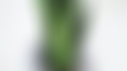 Las plantas de moda y fáciles de cuidar.