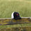Thumbnail: Ranch 1917 Mesh Flexfit Hat