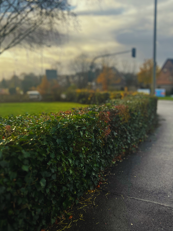 Hier sehen sie eine Hecke am Straßenrand. Ein Baum befindet sich links im Hintergrund, bei Sonnenaufgang. 