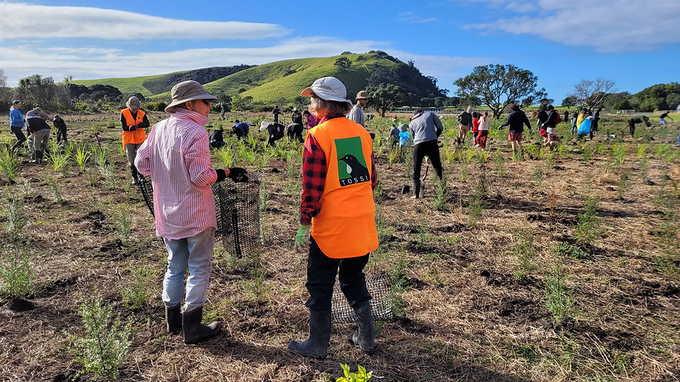 Tåwharanui Public Planting Day
