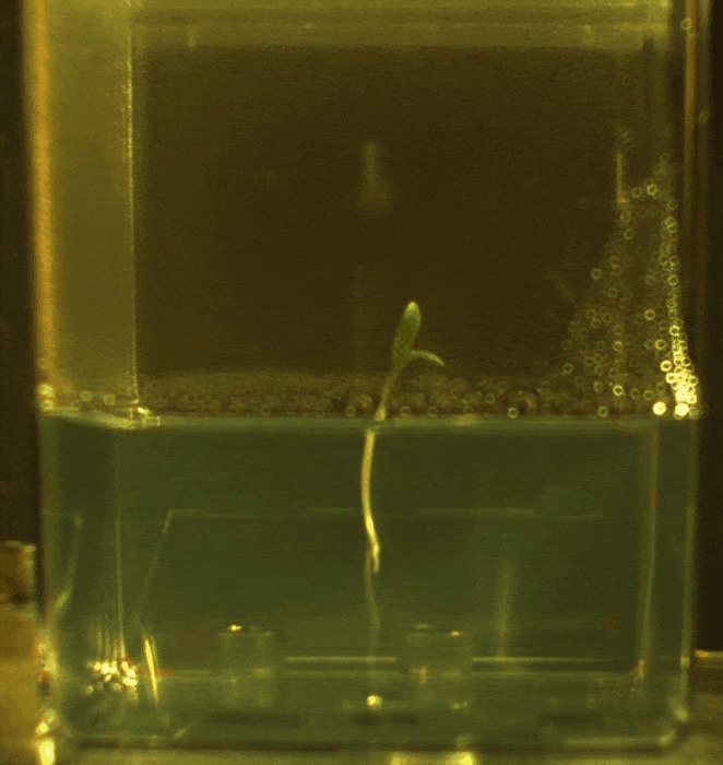 root2 (1).gif