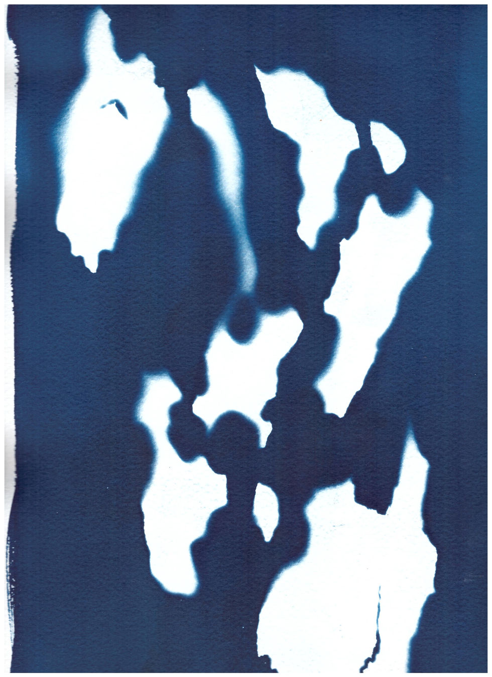 cyano écorce 5